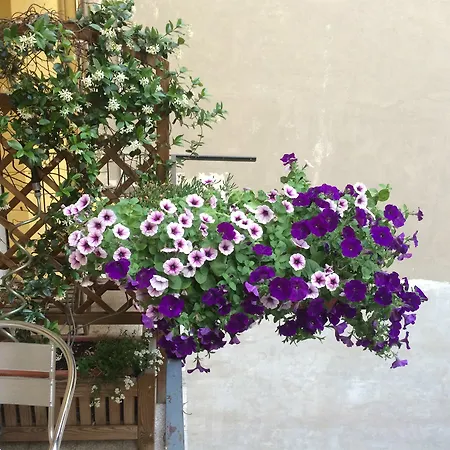 Rigoletto 3* Верона